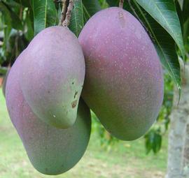   Fruits:   Mangifera indica ; Photo by Rae Allen, flickr.com
